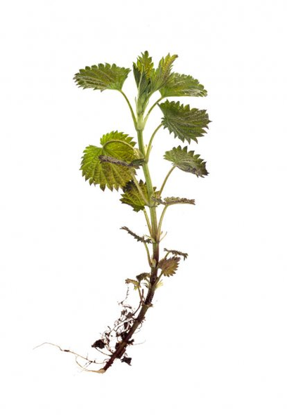 Nettle root is an integral part of the TestoUltra formula