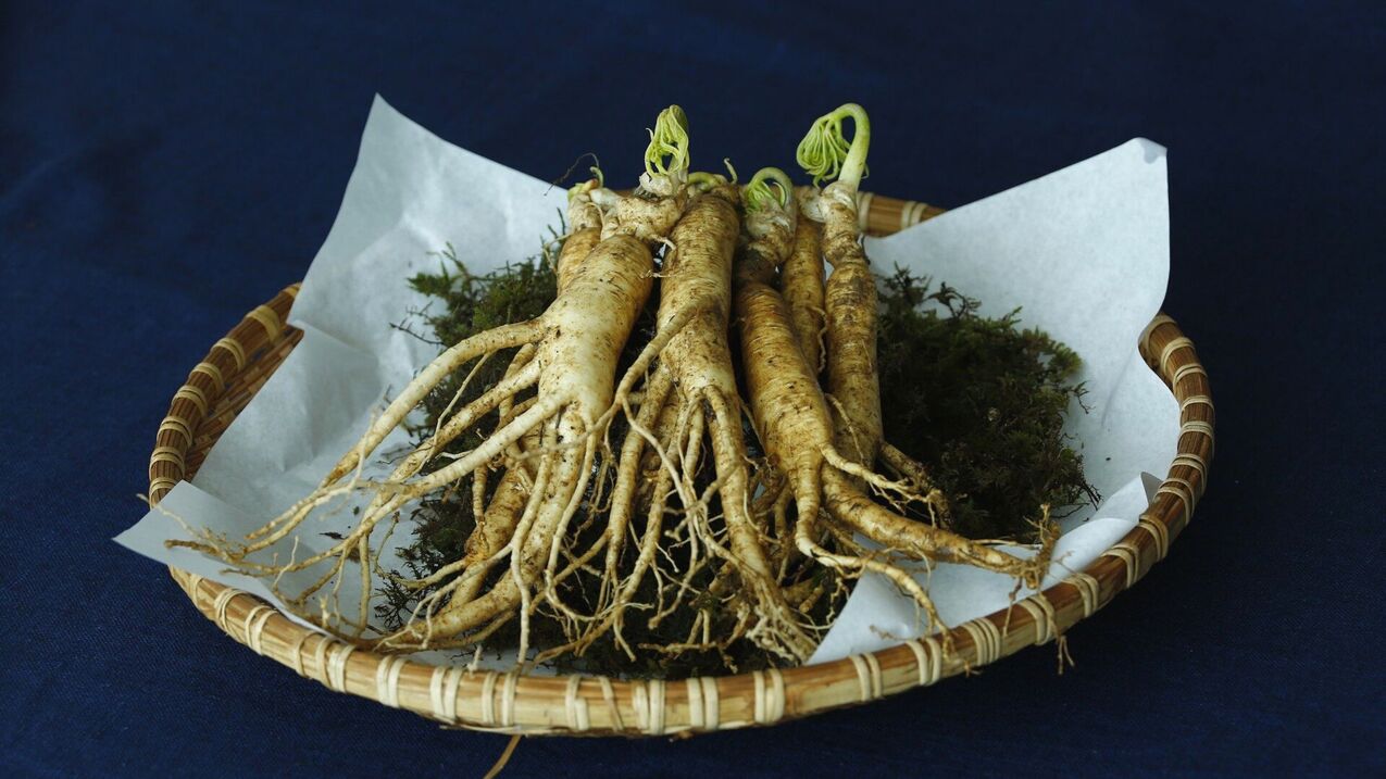 Potency to increase ginseng root